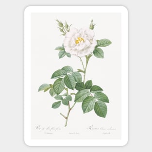 Rosa alba flore pleno, also known as Ordinary White Rose from Les Roses (1817–1824) by Pierre-Joseph Redouté. Sticker